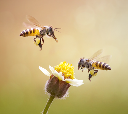 dia-mundial-abejas-trabajadoras-infojobs