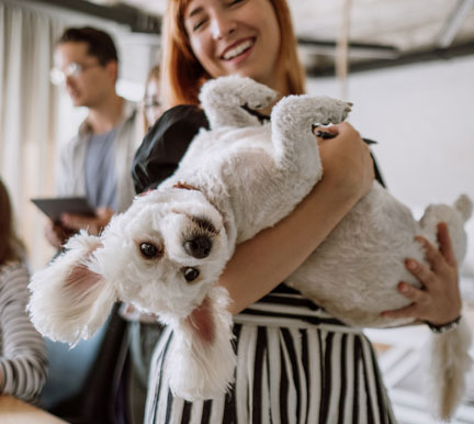 beneficios de llevar el perro al trabajo