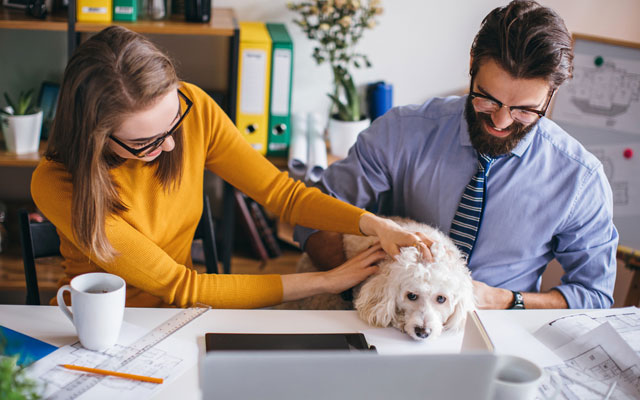 perro en la oficina