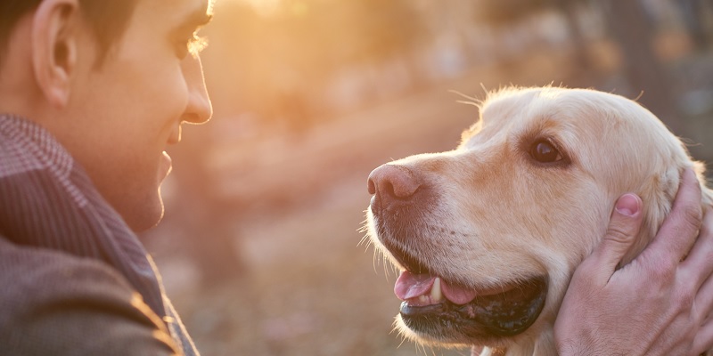 ¿Con qué animal te identificas? La pregunta que trae de cabeza a los candidatos